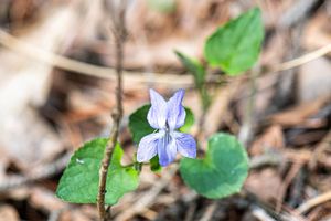 Violka Rivinova (Viola riviniana)