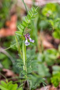 Vikev plotní (Vicia sepium)