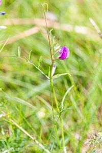 Vikev úzkolistá (Vicia angustifolia)