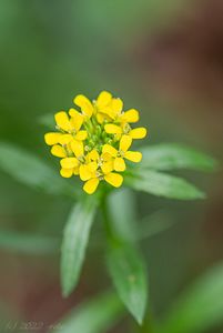 Trýzel malokvětý (Erysimum cheiranthoides)