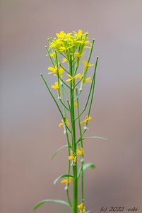 Trýzel malokvětý (Erysimum cheiranthoides)