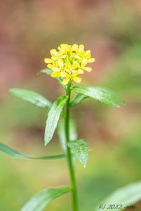 Trýzel malokvětý (Erysimum cheiranthoides)