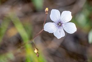 Len tenkolistý (Linum tenuifolium)