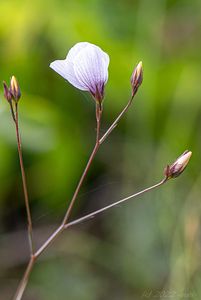 Len tenkolistý (Linum tenuifolium)