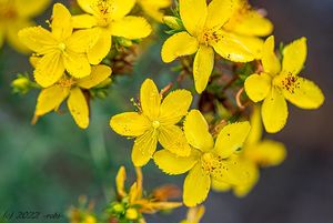 Třezalka tečkovaná (Hypericum perforatum)