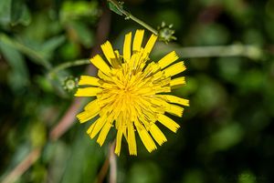 Jestřábník okoličnatý (Hieracium umbellatum)