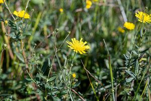 Jestřábník okoličnatý (Hieracium umbellatum)