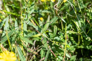 Jestřábník okoličnatý (Hieracium umbellatum)