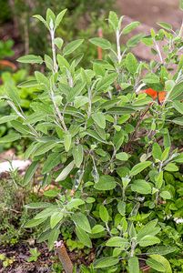 Šalvěj lékařská (Salvia officinalis)