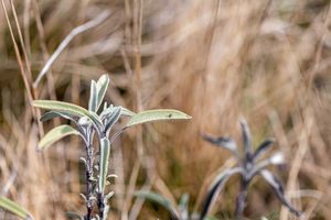 Šalvěj lékařská (Salvia officinalis)