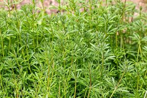 Svízel přítula (Galium aparine)