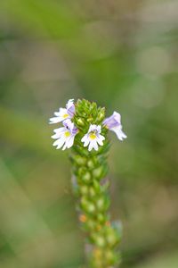 Světlík tuhý (Euphrasia stricta)