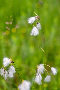 Suchopýr širolistý (Eriophorum latifolium)