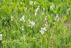 Suchopýr širolistý (Eriophorum latifolium)