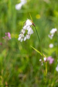 Suchopýr širolistý (Eriophorum latifolium)