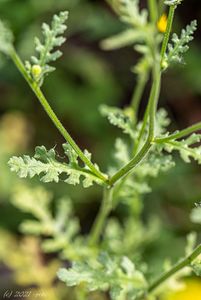 Starček lepkavý (Senecio viscosus)