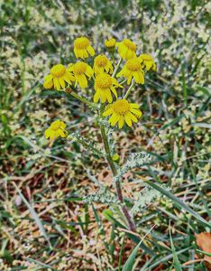 Starček jarní (Senecio vernalis)