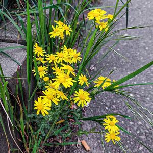 Starček jarní (Senecio vernalis)