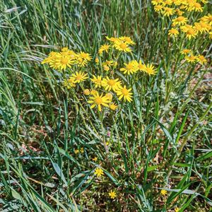 Starček jarní (Senecio vernalis)