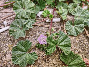 Sléz přehlížený (Malva neglecta)