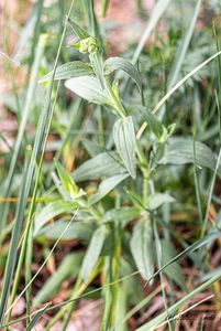 Silenka širolistá bílá (Silene latifolia Poiret, subsp. alba (Mill.) )