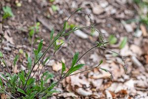 Silenka nicí (Silene nutans L. )