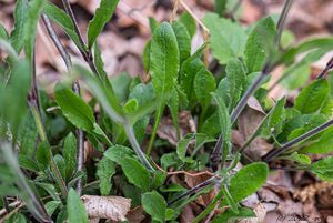 Silenka nicí (Silene nutans L. )