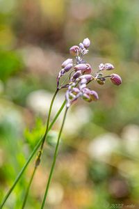 Silenka nadmutá (Silene vulgaris)