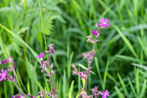 Silenka dvoudomá (Silene dioica)