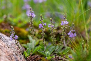 Rozrazil lékařský (Veronica officinalis L.)