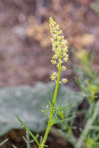 Rýt žlutý (Reseda lutea)