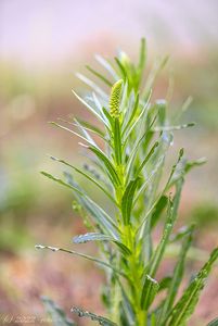 Rýt barvířský (Reseda luteola)