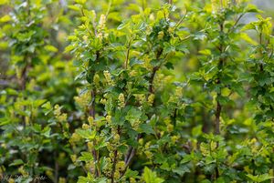 Rybíz alpinský (Ribes alpinum)