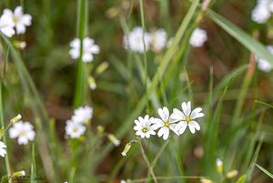 Rožec rolní (Cerastium arvense)