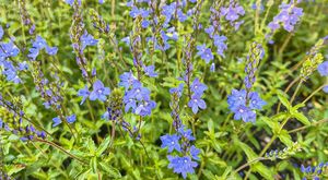 Rozrazil ožankový (Veronica teucrium)