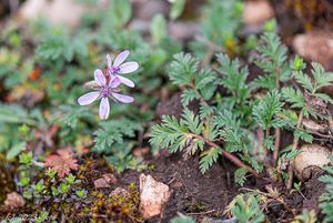 Pumpava rozpuková (Erodium cicutarium)