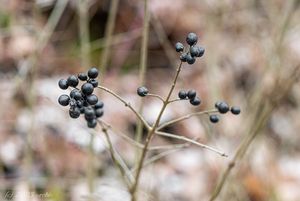 Ptačí zob obecný (Ligustrum vulgare)