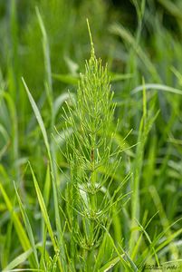 Přeslička rolní (Equisetum arvense )