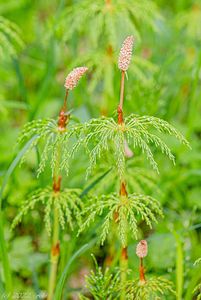 Přeslička lesní (Equisetum sylvaticum L.)