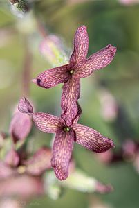 Večernice smutná (Hesperis tristis L.)