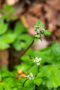 Žindava evropská (Sanicula europaea)