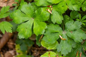 Žindava evropská (Sanicula europaea)