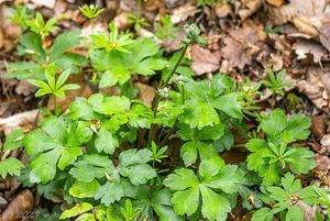 Žindava evropská (Sanicula europaea)