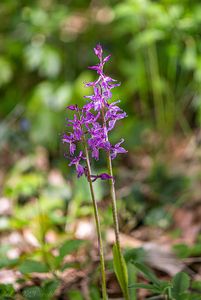 Vstavač mužský (Orchis mascula L.)