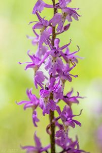 Vstavač mužský (Orchis mascula L.)