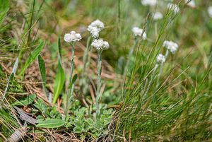 Kociánek dvoudomý (Antennaria dioica)