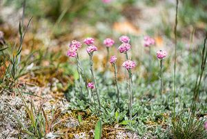 Kociánek dvoudomý (Antennaria dioica)