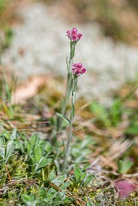 Kociánek dvoudomý (Antennaria dioica)