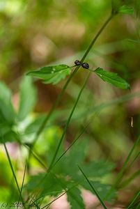 Kyčelnice cibulkonosná  (Dentaria bulbifera)