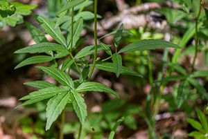 Kyčelnice cibulkonosná  (Dentaria bulbifera)